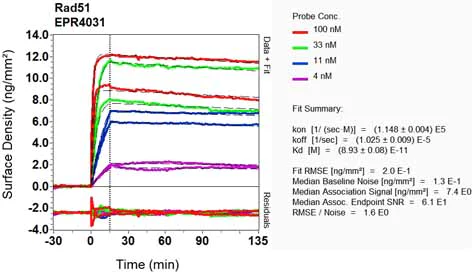 OI-RD Scanning - Anti-Rad51 antibody [EPR4031(23)] - BSA and Azide free (AB234634)