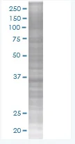 SDS-PAGE - Rad51 overexpression 293T lysate (whole cell) (AB94044)