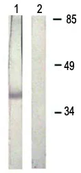Western blot - Anti-Rad51 (phospho Y315) antibody (AB61111)