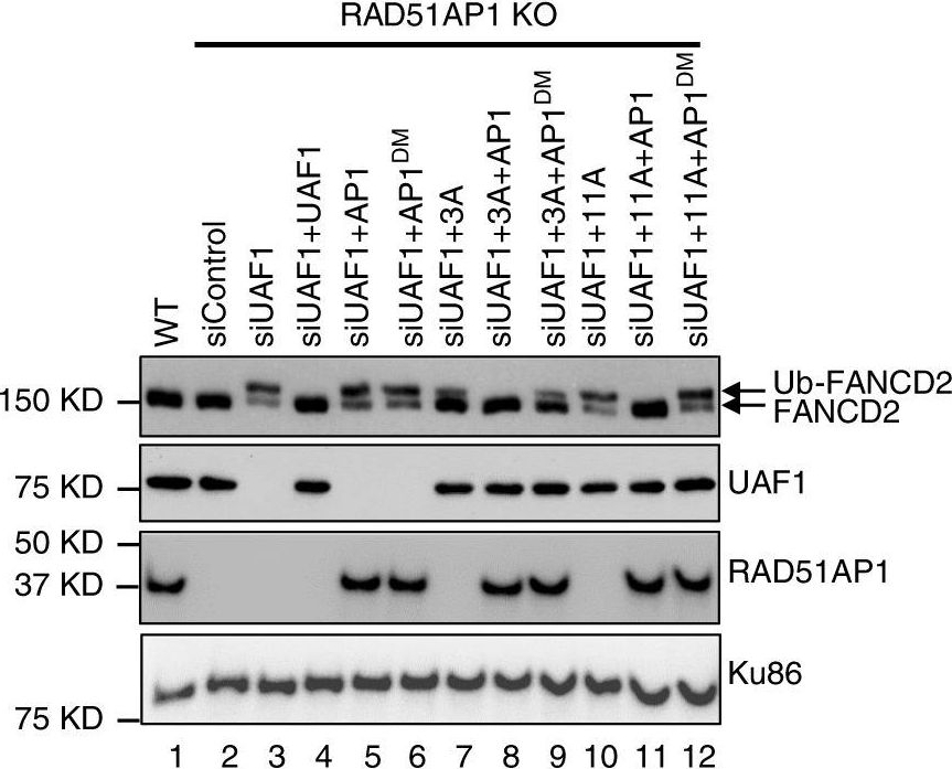 Western blot - Anti-RAD51AP1 antibody (AB88370)