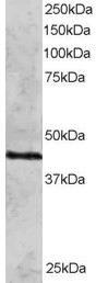 Western blot - Anti-Rad51C antibody (AB3669)