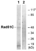 Western blot - Anti-Rad51C antibody (AB72063)