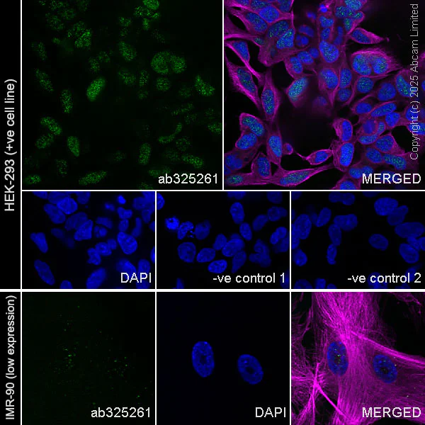 Immunocytochemistry/ Immunofluorescence - Anti-Rad51C antibody [EPR30494-537] (AB325261)