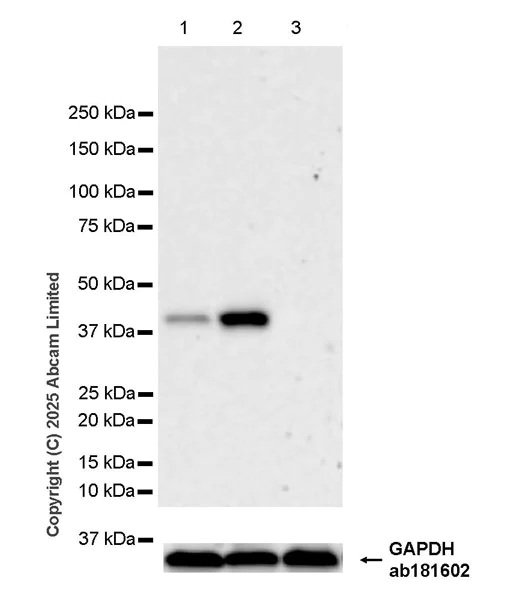 Western blot - Anti-Rad51C antibody [EPR30494-537] (AB325261)
