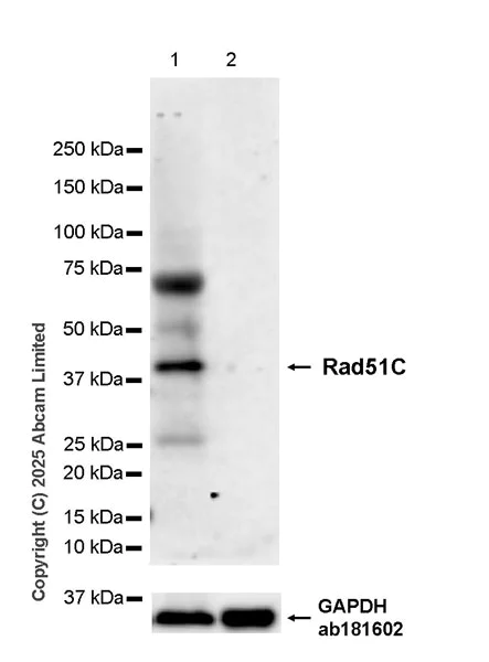 Western blot - Anti-Rad51C antibody [EPR30494-537] (AB325261)