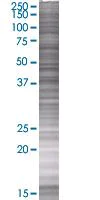 SDS-PAGE - Rad51C overexpression 293T lysate (whole cell) (AB94121)