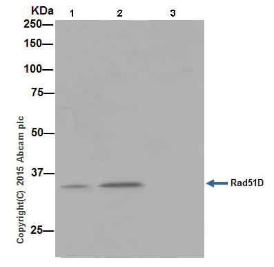 Immunoprecipitation - Anti-Rad51D antibody [EPR16205] - BSA and Azide free (AB236144)