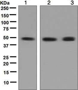 Western blot - Anti-RAD52 antibody [EPR3464(2)] (AB124971)