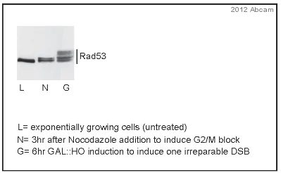 Western blot - Anti-Rad53 antibody (AB104232)