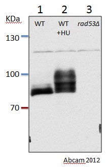Western blot - Anti-Rad53 antibody (AB104232)