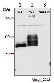Western blot - Anti-Rad53 antibody (AB104232)