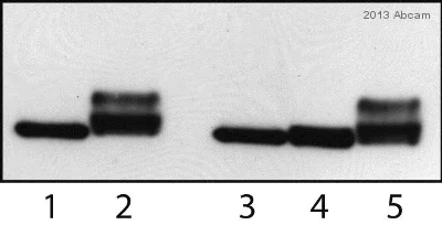 Western blot - Anti-Rad53 antibody (AB104232)