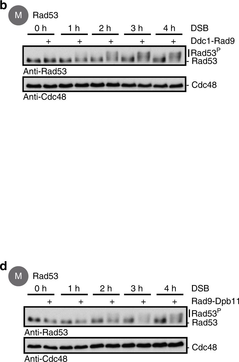 Western blot - Anti-Rad53 antibody (AB104232)
