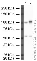 Western blot - Anti-Rad53 antibody [EL7.E1] (AB166859)