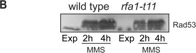 Western blot - Anti-Rad53 antibody [EL7.E1] (AB166859)
