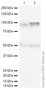 Western blot - Anti-Rad53 antibody [EL7.E1] (AB166859)