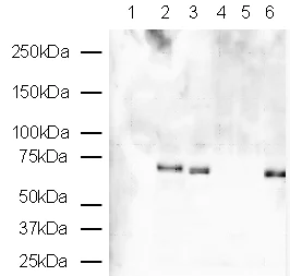 Western blot - Anti-RAD54 antibody (AB10705)