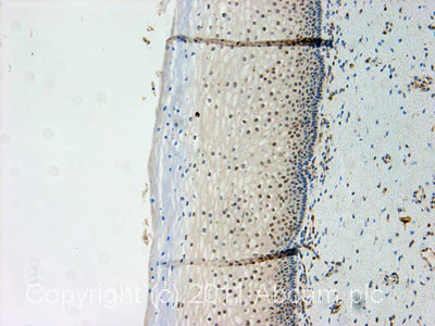 Immunohistochemistry (Formalin/PFA-fixed paraffin-embedded sections) - Anti-Rad9 antibody (AB70810)