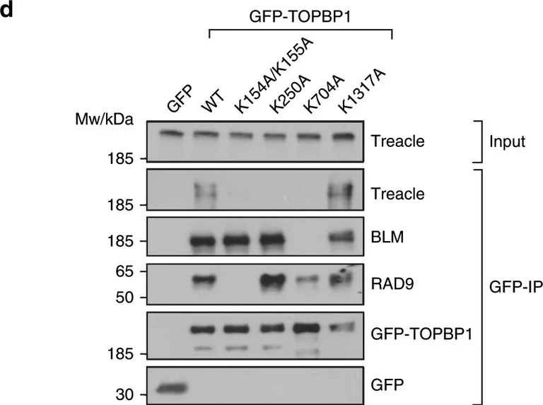 Western blot - Anti-Rad9 antibody (AB70810)