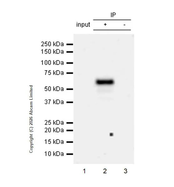 Immunoprecipitation - Anti-Rad9 antibody [EPR30495-553] (AB327458)