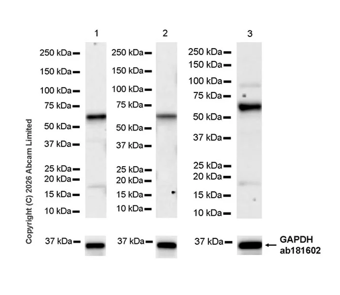 Western blot - Anti-Rad9 antibody [EPR30495-553] (AB327458)