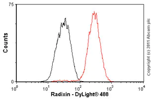 Flow Cytometry (Intracellular) - Anti-Radixin/RDX antibody [EP1862Y] (AB52495)