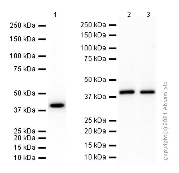 Western blot - Anti-RAE1 antibody [EPR6923] - BSA and Azide free (AB248002)