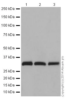 Western blot - Anti-RAET1E antibody [EPR17443] - BSA and Azide free (AB251318)