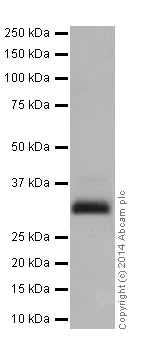 Western blot - Anti-RAET1E antibody [EPR17443] - BSA and Azide free (AB251318)