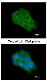 Immunocytochemistry/ Immunofluorescence - Anti-Raf1 antibody (ab137435), expandable thumbnail