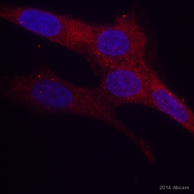 Immunocytochemistry/ Immunofluorescence - Anti-Raf1 antibody (AB137435), expandable thumbnail