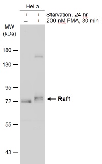 Western blot - Anti-Raf1 antibody (AB137435), expandable thumbnail
