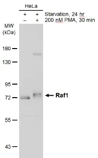 Western blot - Anti-Raf1 antibody (AB137435)