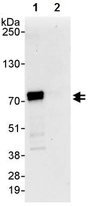 Immunoprecipitation - Anti-Raf1 antibody (AB224817)