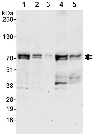Western blot - Anti-Raf1 antibody (AB224817)