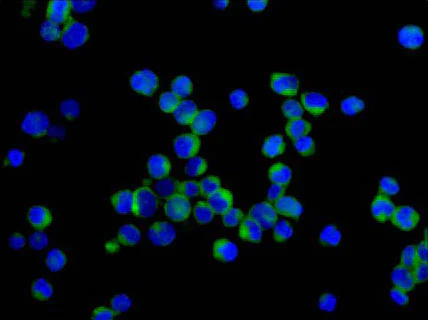 Immunocytochemistry/ Immunofluorescence - Anti-Raf1 antibody [EP4969] - BSA and Azide free (AB236003)