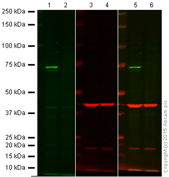 Western blot - Anti-Raf1 antibody [EP4969] - N-terminal (AB181115)