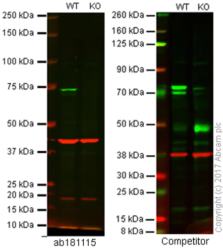 Western blot - Anti-Raf1 antibody [EP4969] - N-terminal (AB181115)