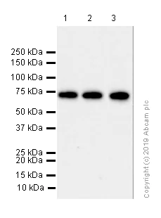 Western blot - Anti-Raf1 antibody [EP4969] - N-terminal (AB181115)