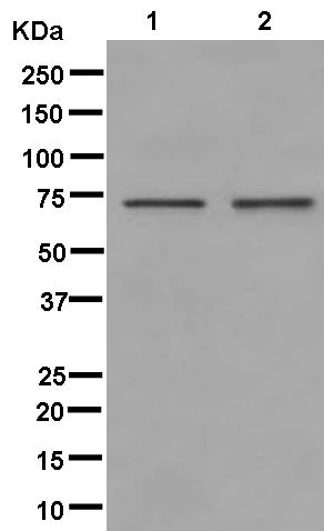Western blot - Anti-Raf1 antibody [EP4969] - N-terminal (AB181115)
