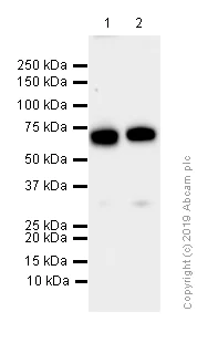 Western blot - Anti-Raf1 antibody [EP4969] - N-terminal (AB181115)