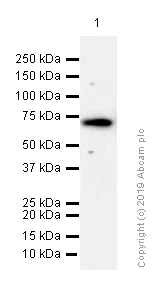 Western blot - Anti-Raf1 antibody [EP4969] - N-terminal (AB181115)
