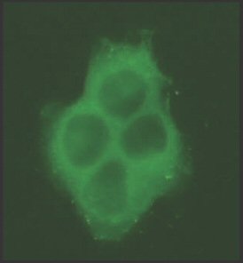 Immunocytochemistry/ Immunofluorescence - Anti-Raf1 antibody [RNP1] (AB50858)