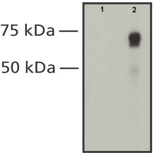 Western blot - Anti-Raf1 antibody [RNP1] (AB50858)