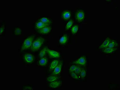 Immunocytochemistry/ Immunofluorescence - Anti-Raf1 (phospho S259) antibody [4C9] (AB314036)