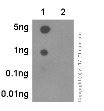 Dot Blot - Anti-Raf1 (phospho S259) antibody [EPR3433(2)] (AB173539), expandable thumbnail