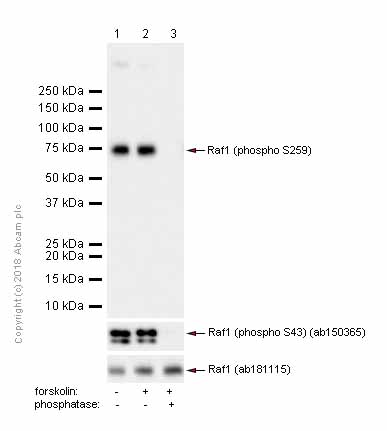 Western blot - Anti-Raf1 (phospho S259) antibody [EPR3433(2)] (AB173539), expandable thumbnail
