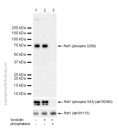 Western blot - Anti-Raf1 (phospho S259) antibody [EPR3433(2)] (AB173539)