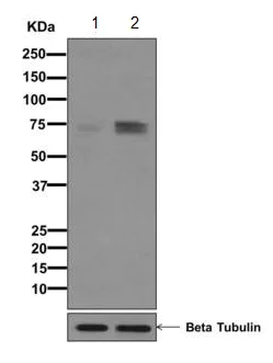 Western blot - Anti-Raf1 (phospho S259) antibody [EPR3433(2)] (AB173539)