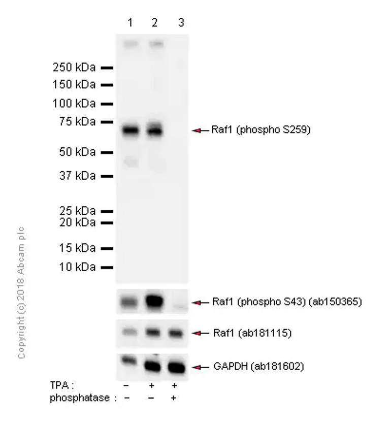 Western blot - Anti-Raf1 (phospho S259) antibody [EPR3433(2)] - BSA and Azide free (AB240957)